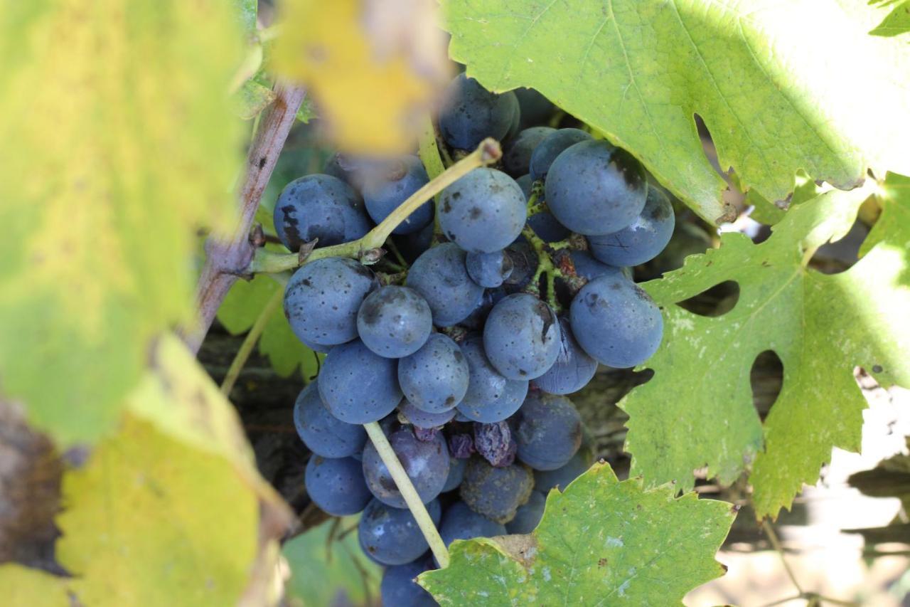 La Striscia Wine Resort Arezzo Kültér fotó